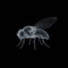 FLYBRAIN token logo