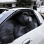 Gorilla in a Coupe (gorillainacoupe.com) token logo
