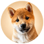 MEEKO token logo