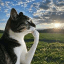 Thinking Cat token logo