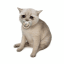 Baby Cash Cat token logo
